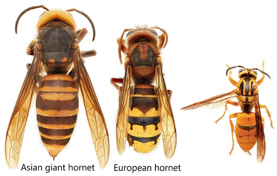 Hornet Comparison